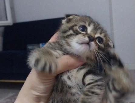 British shorthair ve Tekir kırması yavrular ücretsiz acilen sahiplendirilecektir