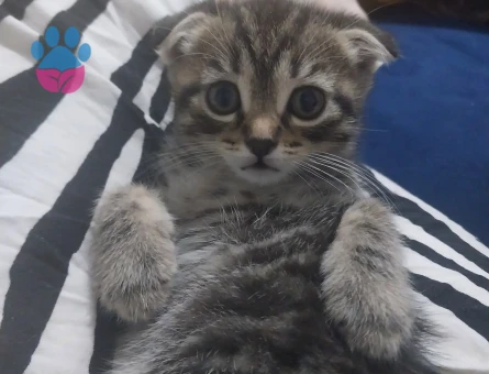 British shorthair ve Tekir kırması yavrular ücretsiz acilen sahiplendirilecektir