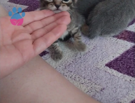 British shorthair ve Tekir kırması yavrular ücretsiz acilen sahiplendirilecektir