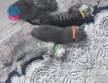 British shorthair ve Tekir kırması yavrular ücretsiz acilen sahiplendirilecektir