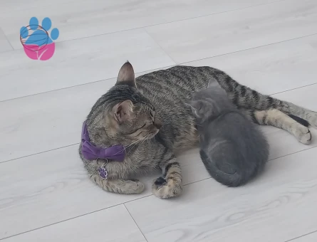 British shorthair ve Tekir kırması yavrular ücretsiz acilen sahiplendirilecektir