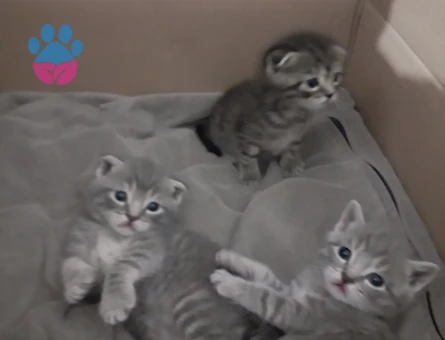 British shorthair ve Tekir kırması yavrular ücretsiz acilen sahiplendirilecektir