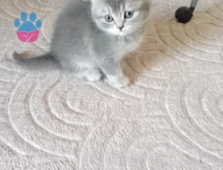 Şirin scotish akıllı bıdık brisitih hala sahiplerini Şartları görüşülecektir