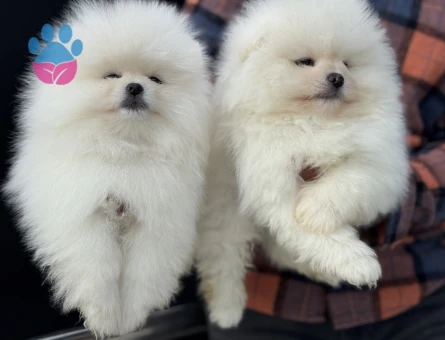 Petmode köpek çiftliğinden teddy face pomeranian