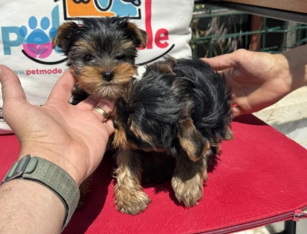 Petmode köpek çiftliğinden tea cup yorkshire terrier