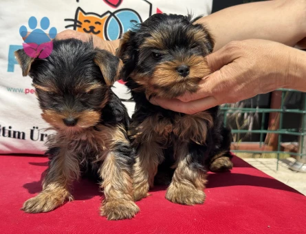 Petmode köpek çiftliğinden tea cup yorkshire terrier