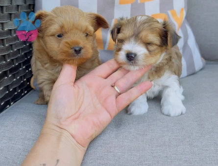 Petmode köpek çiftliğinden morkie yavrularımız - 4879