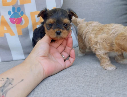 Petmode köpek çiftliğinden morkie yavrularımız