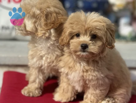 Petmode köpek çiftliğinden kore maltipoo yavrularımız - 4880