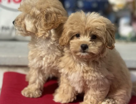 Petmode köpek çiftliğinden kore maltipoo yavrularımız - 4880
