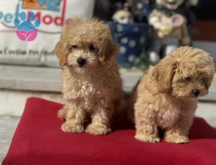 Petmode köpek çiftliğinden kore maltipoo yavrularımız