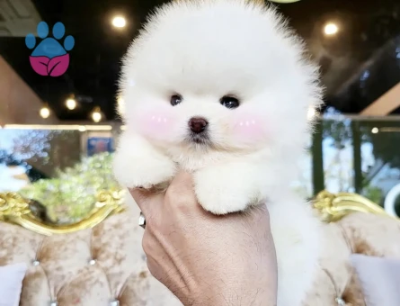 Pomeranian Boo Safkan Teddy Bear Yavarularimiz - 4881