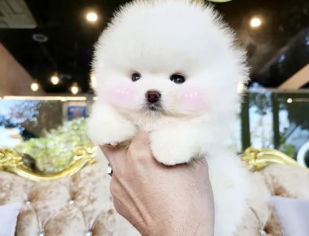 Pomeranian Boo Safkan Teddy Bear Yavarularimiz - 4881
