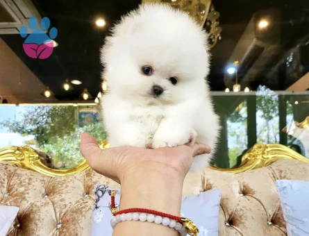 Pomeranian Boo Safkan Teddy Bear Yavarularimiz
