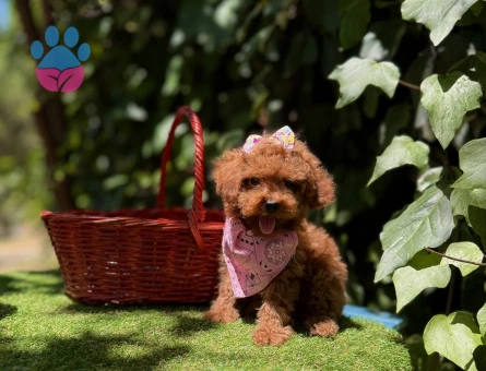 Toy Poodle Kore Red Brown Yavrularımız
