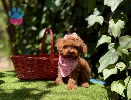 Toy Poodle Kore Red Brown Yavrularımız