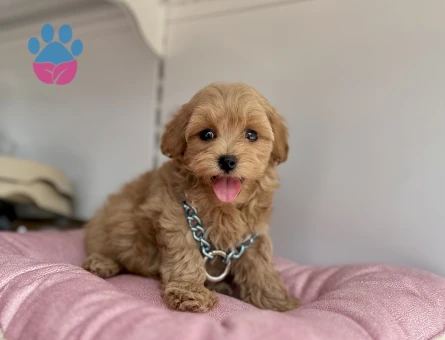 Maltipoo Ekstra Mini Eşsiz Bebekler