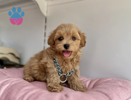Maltipoo Ekstra Mini Eşsiz Bebekler