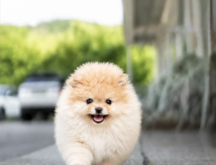 Boo Pomeranian mini mini yavrular - 4884