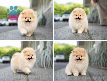 Boo Pomeranian mini mini yavrular