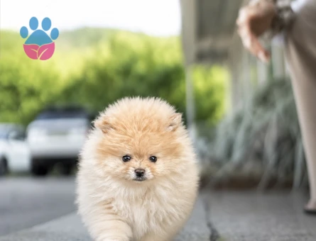 Boo Pomeranian mini mini yavrular