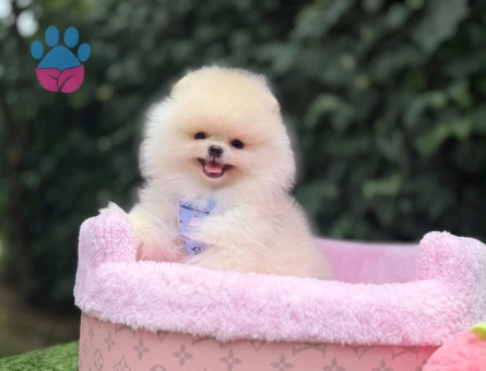 Pomeranian Boo Teddy Bear Ultra Mini Yavrularımız - 4886