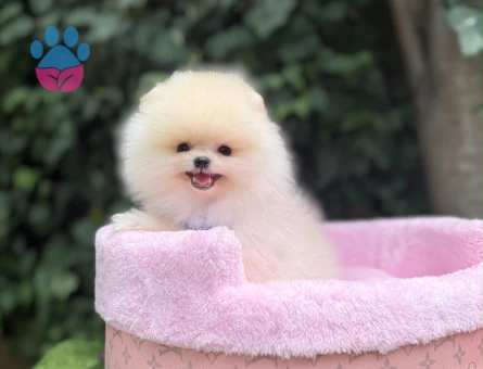 Pomeranian Boo Teddy Bear Ultra Mini Yavrularımız