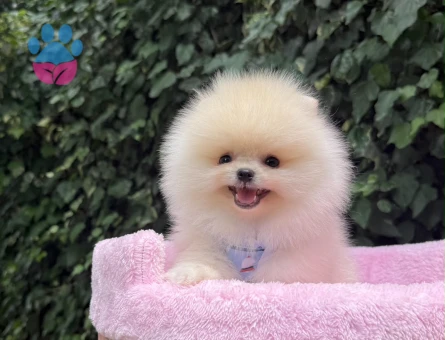 Pomeranian Boo Teddy Bear Ultra Mini Yavrularımız