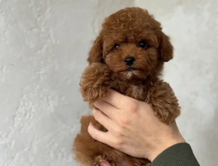 Toy Poodle Ekstra Mini Yavrularımız - 4887