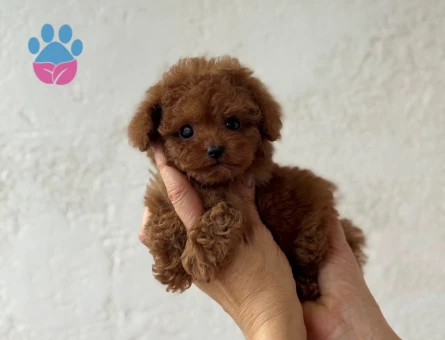 Toy Poodle Ekstra Mini Yavrularımız