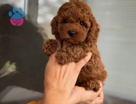Toy Poodle Ekstra Mini Yavrularımız