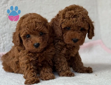Toy Poodle Ekstra Mini Yavrularımız