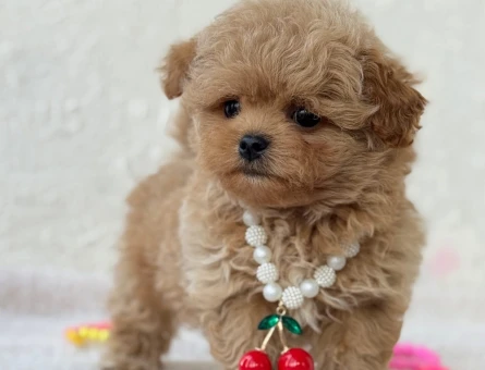 Maltipoo En Ufak Boy Yavrularımız - 4888