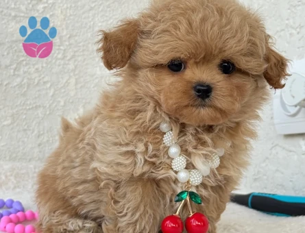 Maltipoo En Ufak Boy Yavrularımız