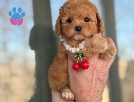 Maltipoo En Ufak Boy Yavrularımız