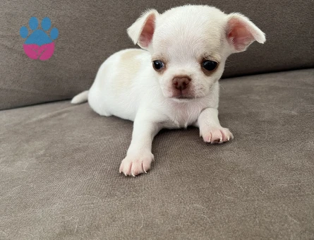 Saf kan Chihuahua yavru