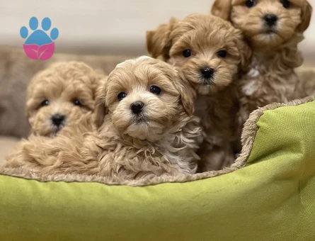 Mini Boy Maltipoo Yavrular
