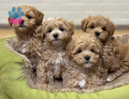 Mini Boy Maltipoo Yavrular