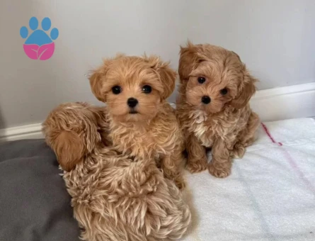 Irk ve Sağlık Garantili Maltipoo