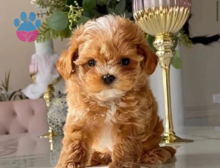 Irk ve Sağlık Garantili Maltipoo