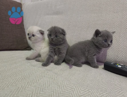 MİNİK PATİLER British Shorthair 2 Aylık