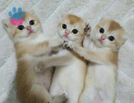 MİNİK PATİLER British Shorthair 2 Aylık