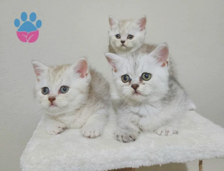 MİNİK PATİLER British Shorthair 2 Aylık