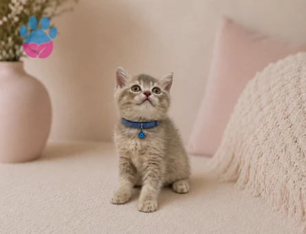 British Shorthair Ay12 Erkek Oyuncu Yavrumuz - 4895