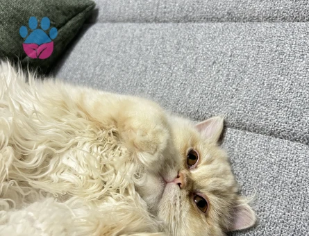 Britsh Shorthair sevimli kedimiz