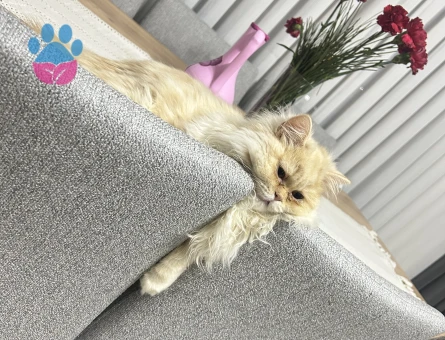 Britsh Shorthair sevimli kedimiz