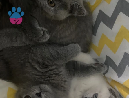 Sevimli miniklere yuva 2 Aylıklar