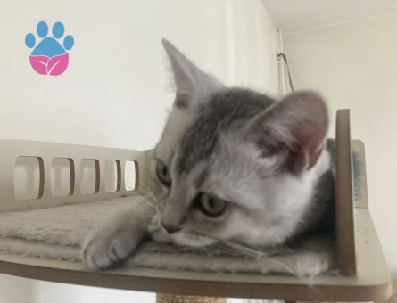 Scottish Straight 5 Aylık 2 Erkek Yavru ücretsiz