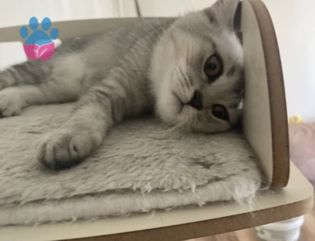 Scottish Straight 5 Aylık 2 Erkek Yavru ücretsiz