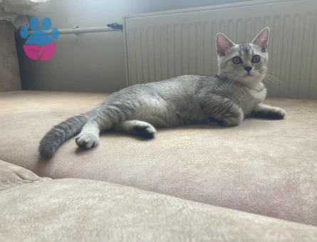 Scottish Straight 5 Aylık 2 Erkek Yavru ücretsiz